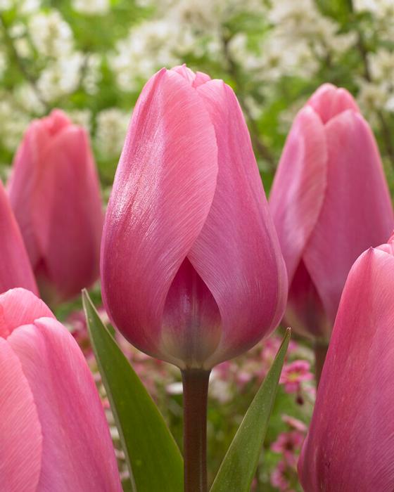Wholesale Tulipa Darwin Hybrid 'Big Love' - Tulip | A.D.R. Bulbs