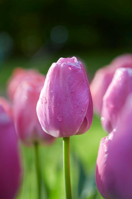 Wholesale Tulipa Darwin Hybrid 'Purple Pride' - Tulip | A.D.R. Bulbs