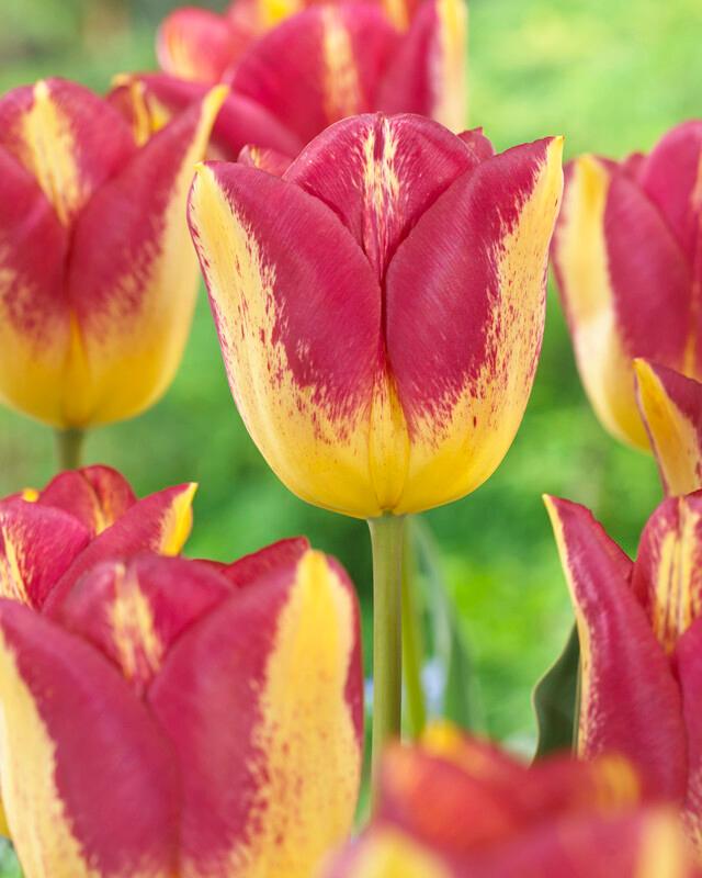 Wholesale Tulipa Triumph 'Boston' - Tulip | A.D.R. Bulbs