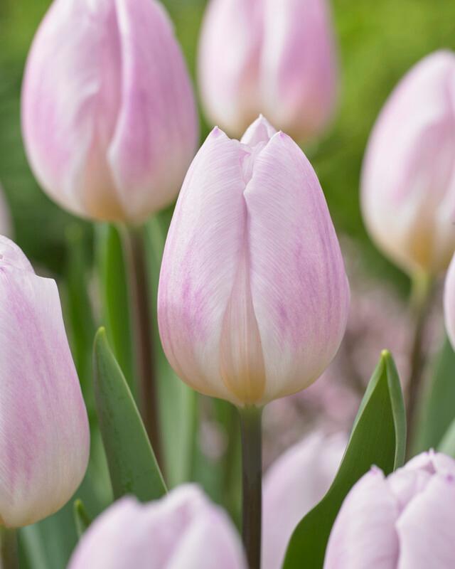 Wholesale Tulipa Triumph 'Sweet Flag' - Tulip | A.D.R. Bulbs
