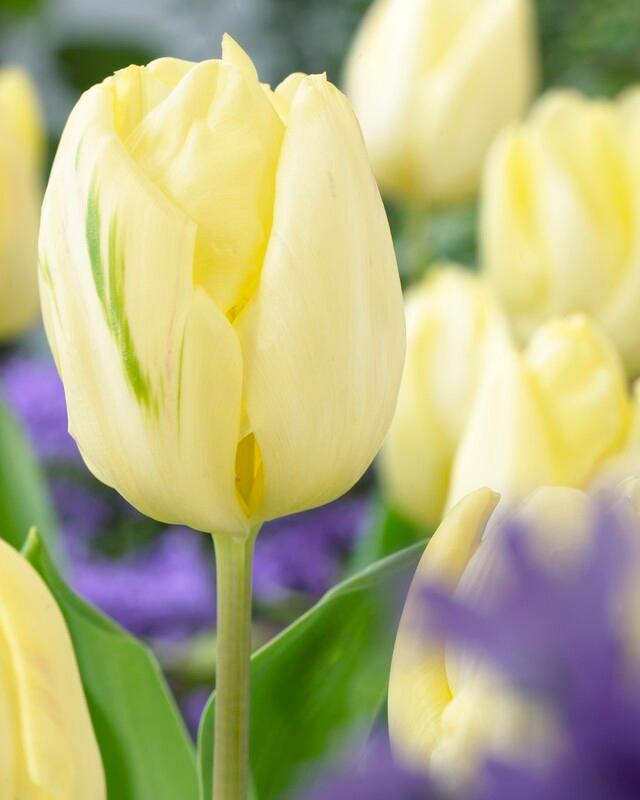 Wholesale Tulipa Triumph 'Cream Flag' - Tulip | A.D.R. Bulbs