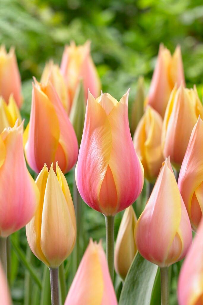 Wholesale Tulipa Single Late 'Blushing Beauty' - Tulip | A.D.R. Bulbs