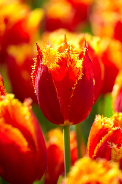 Wholesale Tulipa Fringed 'Fabio' - Tulip | A.D.R. Bulbs