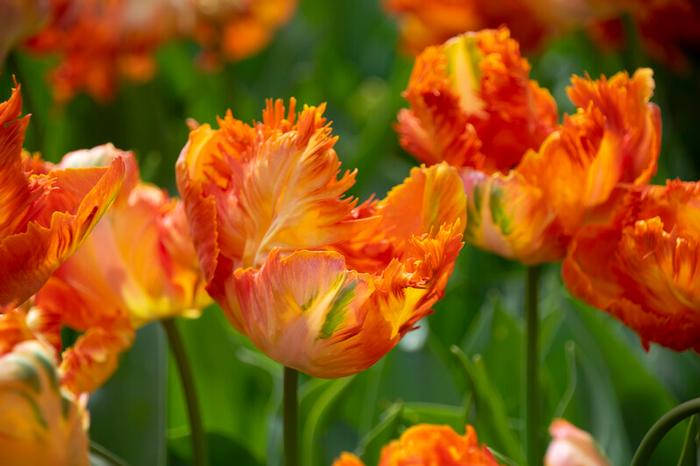Wholesale Tulipa Parrot 'Parrot King' - Tulip | A.D.R. Bulbs