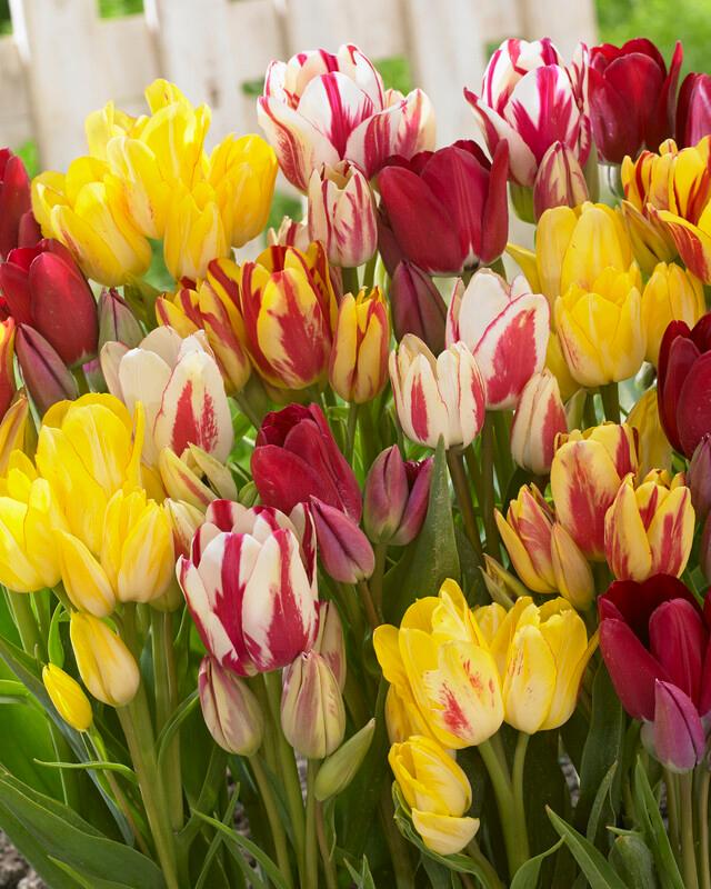 Wholesale Tulipa Bunch Flowering 'Club Mixture' - Tulip | A.D.R. Bulbs