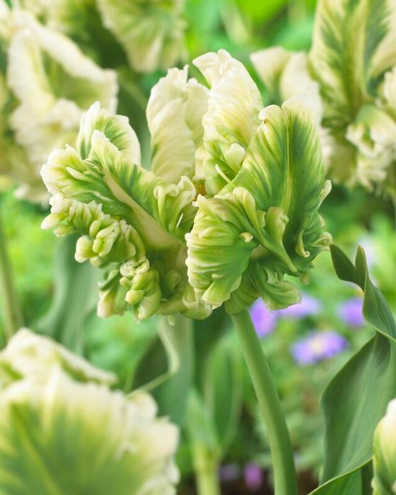 Wholesale Tulipa Parrot 'Super Parrot' - Tulip | A.D.R. Bulbs