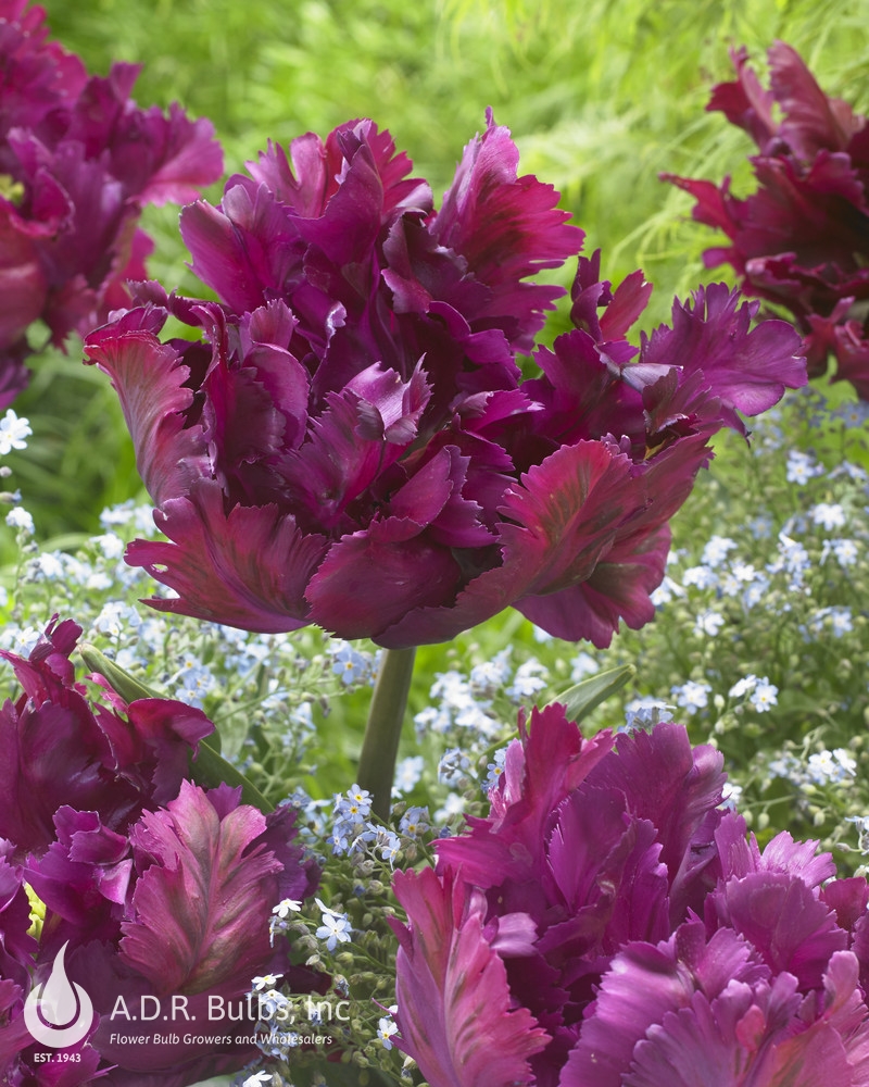 Wholesale Tulipa Parrot 'Parrot Negrita' - Tulip | A.D.R. Bulbs