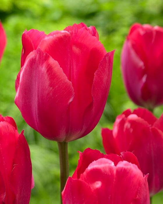 Wholesale Tulipa Darwin Hybrid 'Lady Van Eyk' - Tulip | A.D.R. Bulbs