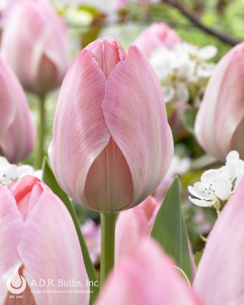 Wholesale Tulipa Darwin Hybrid 'Mystic Van Eyk' - Tulip | A.D.R. Bulbs
