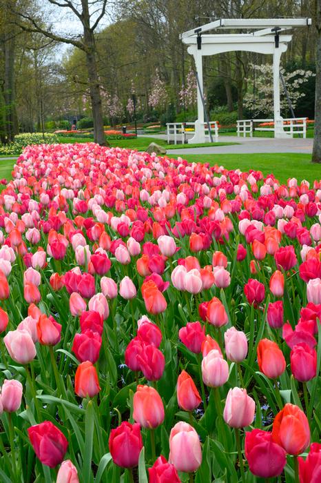 Wholesale Tulipa Darwin Hybrid 'Van Eyk Mixture' - Tulip | A.D.R. Bulbs