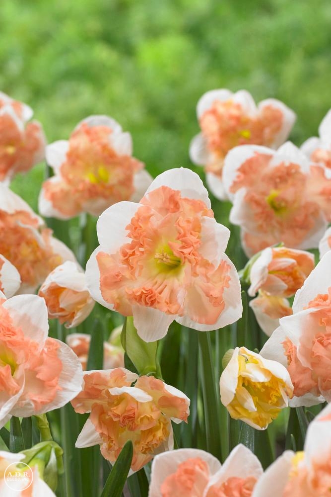 Narcissi butterfly 'Sunny Girlfriend' Daffodil from ADR Bulbs