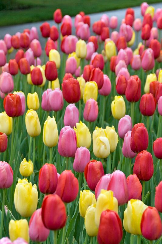 Wholesale Tulipa Triumph 'Sunshine Mixture' - Tulip | A.D.R. Bulbs
