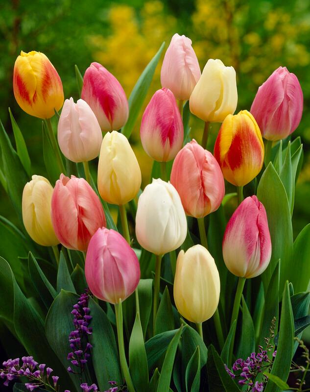 Tulipa triumph 