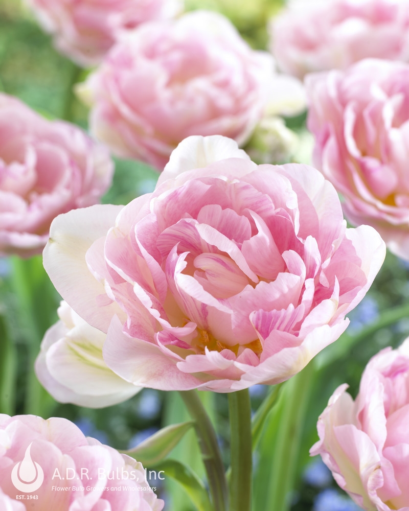 Tulipa Double Late 'Angelique' Tulip from ADR Bulbs