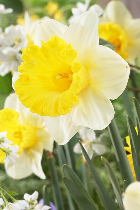 Wholesale Narcissi Trumpet 'Goblet' - Daffodil | A.D.R. Bulbs