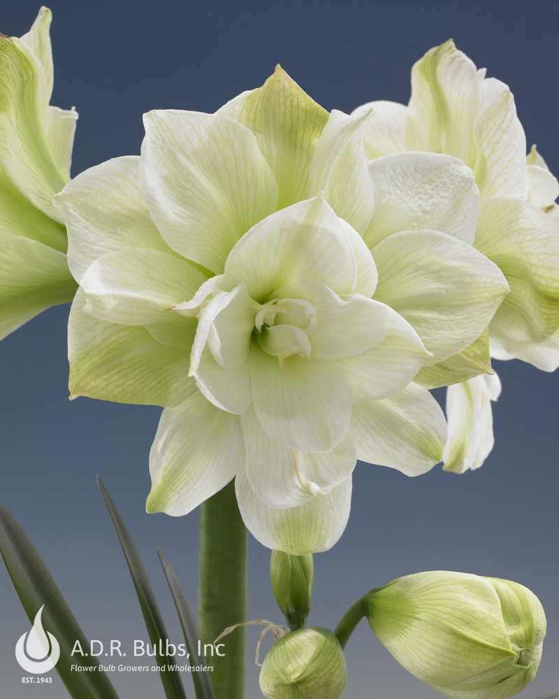 Amaryllis Dutch 'Marilyn' Amaryllis from ADR Bulbs