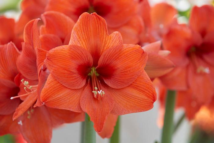 Wholesale Amaryllis Dutch 'Naranja' - Amaryllis | A.D.R. Bulbs
