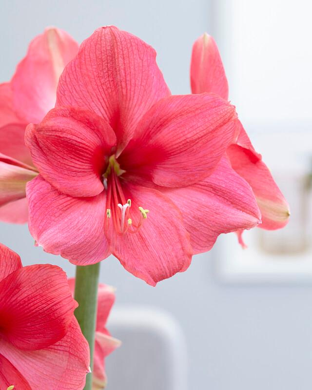 Wholesale Amaryllis Dutch 'Pink Surprise' - Amaryllis | A.D.R. Bulbs