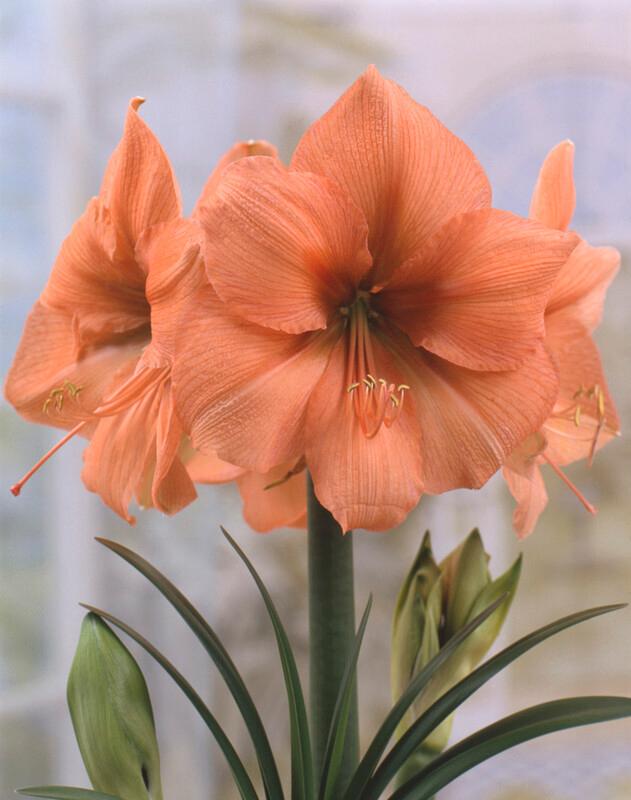 Wholesale Amaryllis Dutch 'Rilona' - Amaryllis | A.D.R. Bulbs
