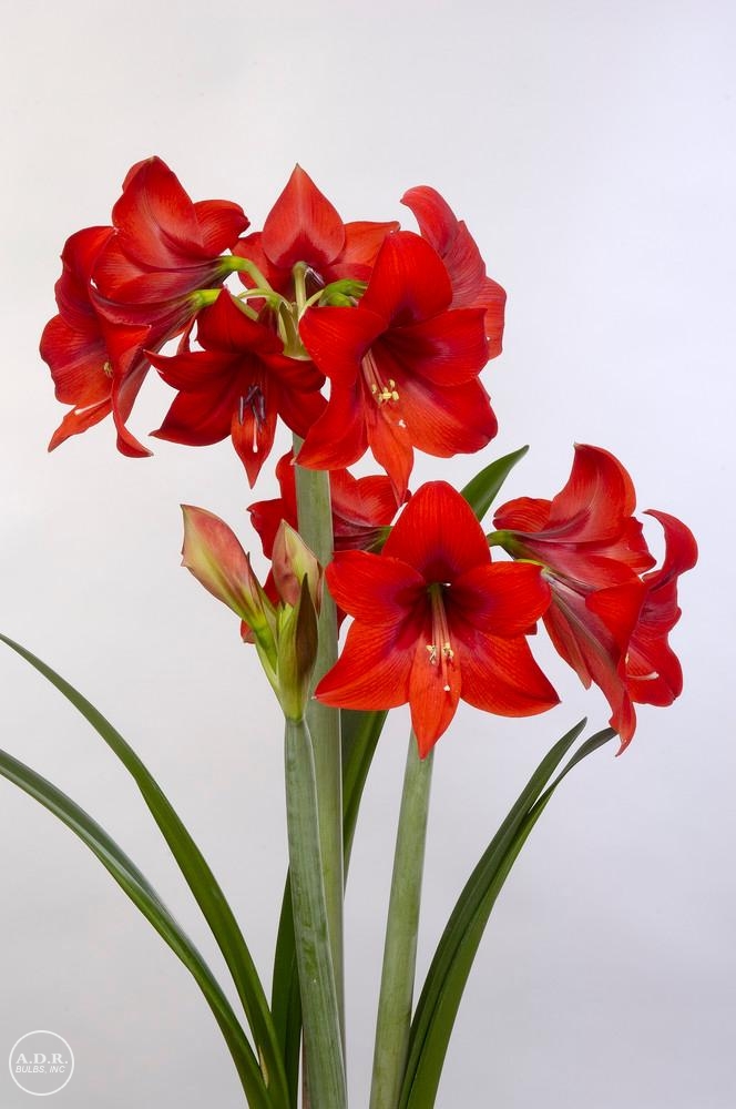Amaryllis Dutch 'Rapido' Amaryllis from ADR Bulbs