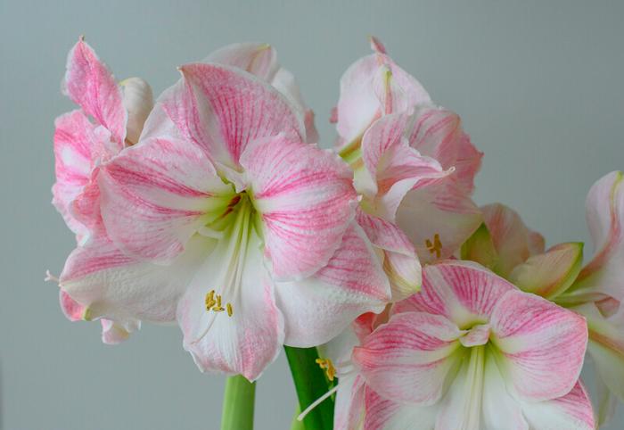 Wholesale Amaryllis Peruvian 'Cherry Blossom' - Amaryllis | A.D.R. Bulbs