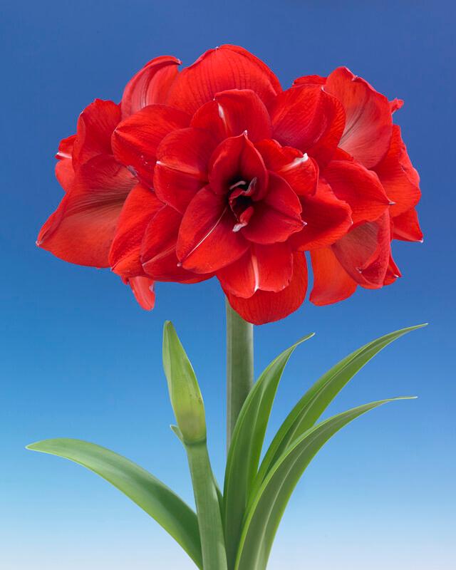 Wholesale Amaryllis Peruvian 'Double King' - Amaryllis | A.D.R. Bulbs