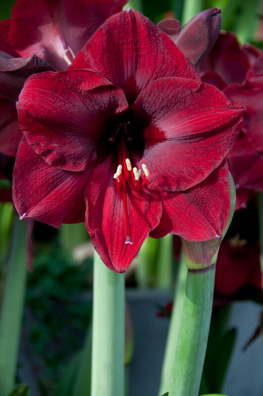 Wholesale Amaryllis Peruvian 'Mandela' - Amaryllis | A.D.R. Bulbs