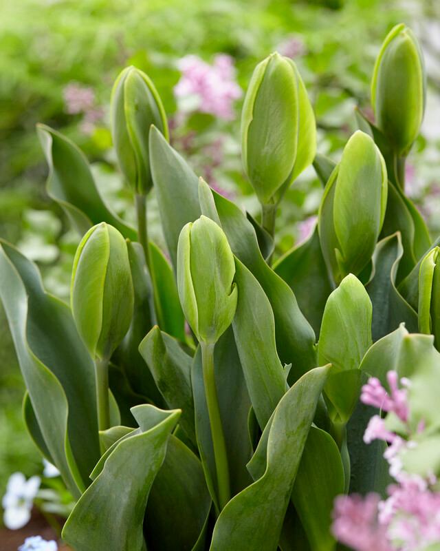 Wholesale Tulipa Green 'Green Power' - *Ruigrok Exclusive* | A.D.R. Bulbs