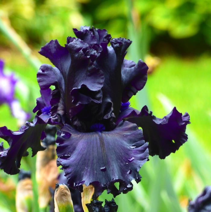 Wholesale Iris Germanica 'All Night Long' - Bearded Iris | A.D.R. Bulbs