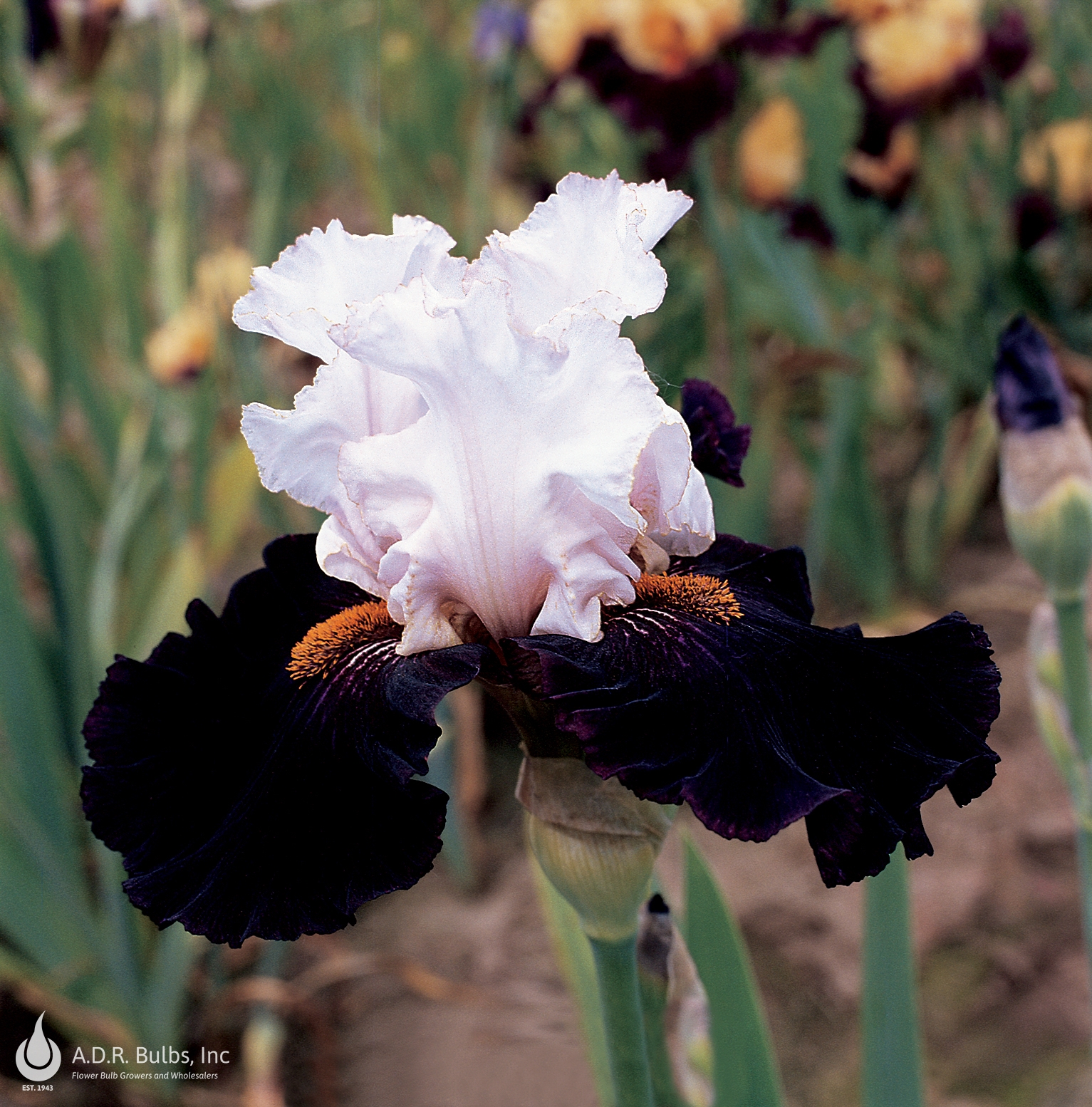 Iris Germanica 'Starring' Bearded Iris from ADR Bulbs