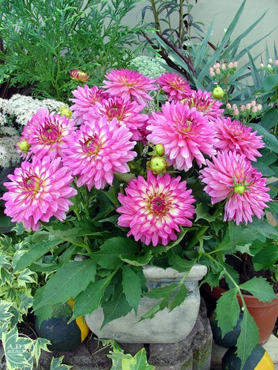 Dahlia gallery 'Bellini' Dahlia from ADR Bulbs