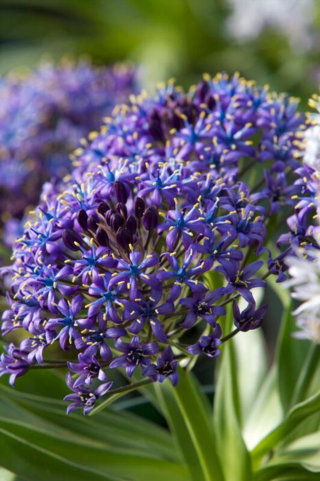 Wholesale Scilla 'Peruviana' - Siberian Squill | A.D.R. Bulbs