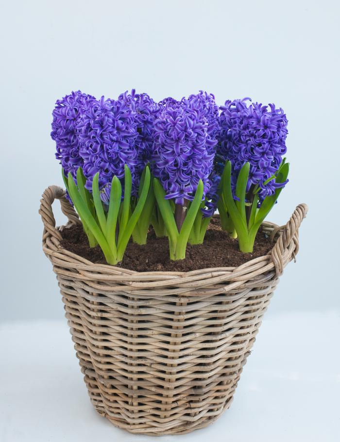Hyacinthus orientalis ‘Blue Pearl’ Hyacinth from ADR Bulbs