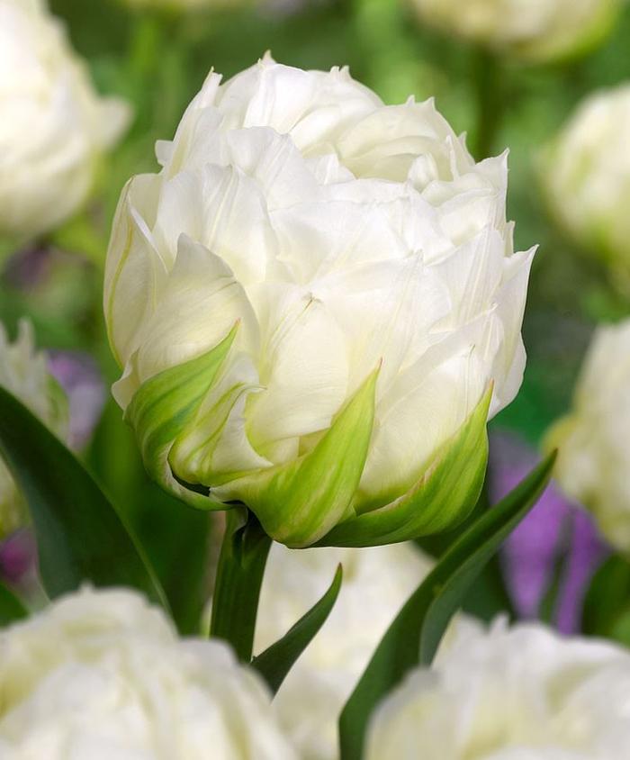 Tulipa double late 'White Desire' Tulip from ADR Bulbs