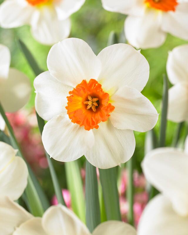Wholesale Narcissi Small Cupped 'Barrett Browning' - Daffodil | A.D.R. Bulbs