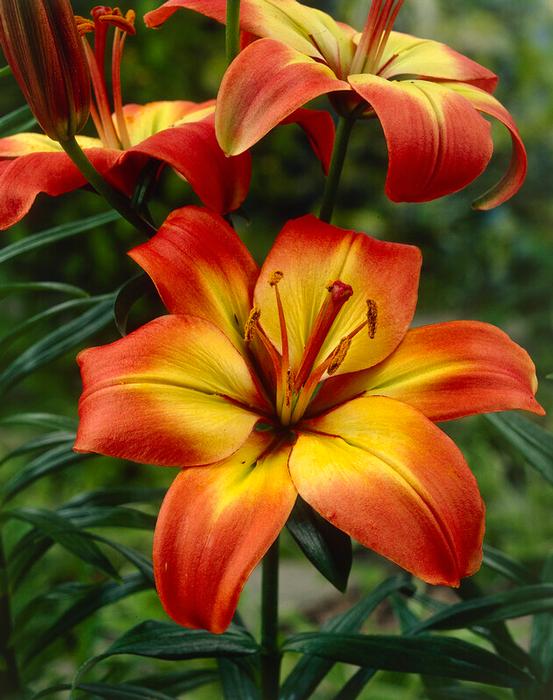 Wholesale Lilium Asiatic 'Forever Linda' (Ships in Spring) - Lily | A.D.R. Bulbs