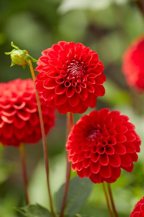Wholesale Dahlia Ball 'Red Cap' (Ships in Spring) - Dahlia | A.D.R. Bulbs