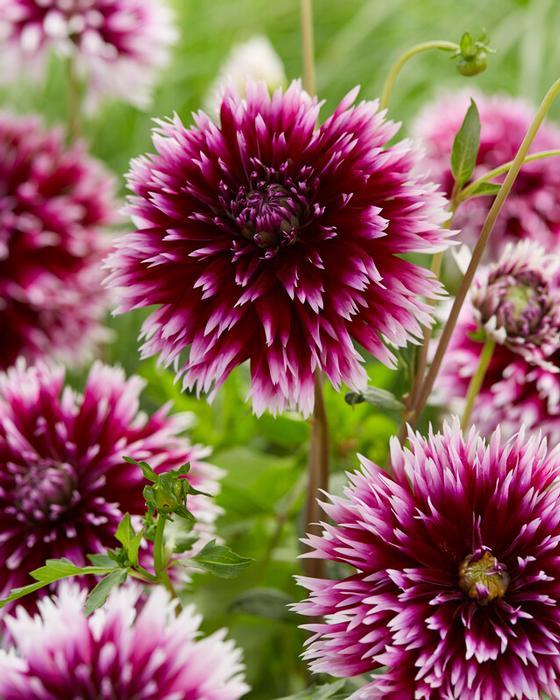 Wholesale Dahlia Cactus 'Alauna Clair-Obscur' (Ships in Spring) - Dahlia | A.D.R. Bulbs