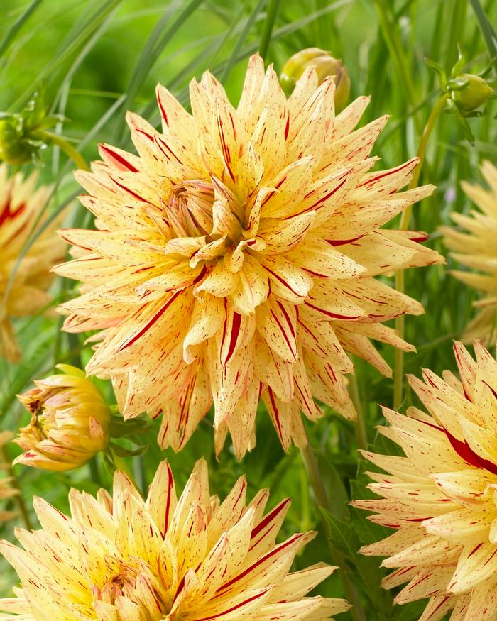 Wholesale Dahlia Cactus 'Hy Pimento' (Ships in Spring) - Dahlia | A.D.R. Bulbs