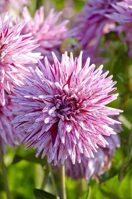Wholesale Dahlia Cactus 'Hy Trio' (Ships in Spring) - Dahlia | A.D.R. Bulbs