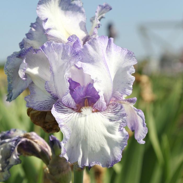 Iris Germanica 'Earl of Essex' Bearded Iris from ADR Bulbs