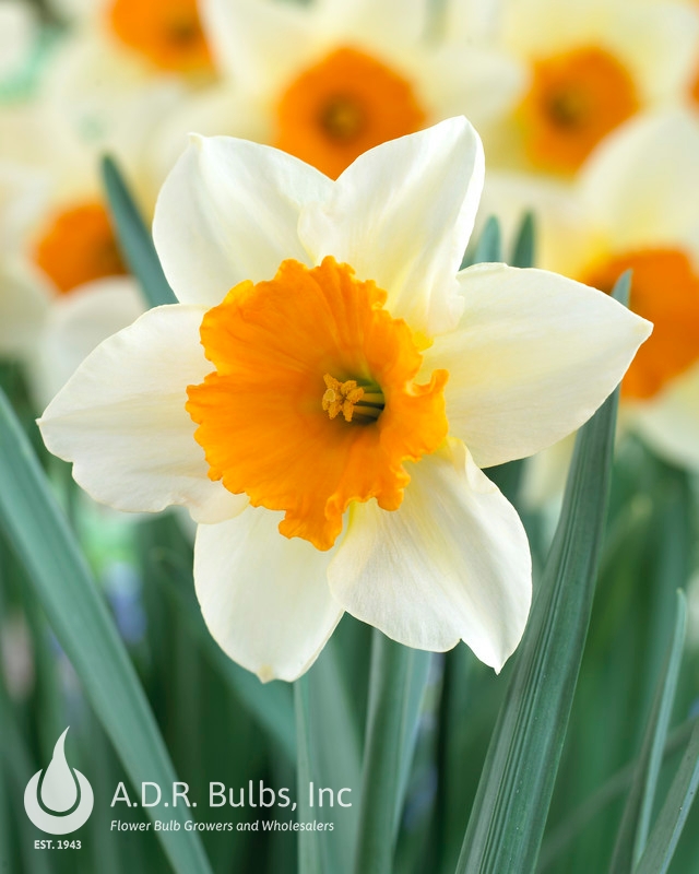 Wholesale Narcissi Large Cupped 'Sempre Avanti' - Daffodil | A.D.R. Bulbs