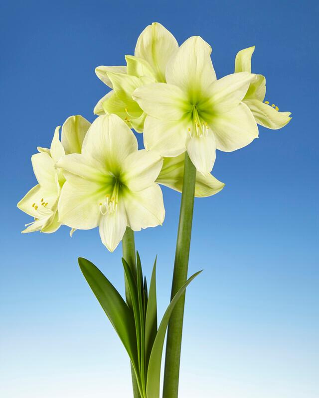 Wholesale Amaryllis Peruvian 'Lemon Star' - Amaryllis | A.D.R. Bulbs