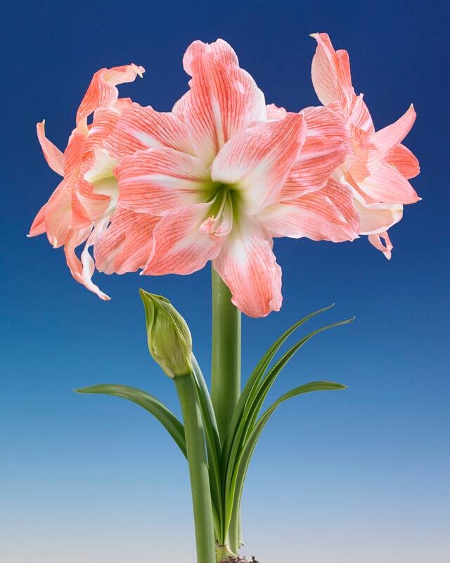 Wholesale Amaryllis Peruvian 'Amadeus' - Amaryllis | A.D.R. Bulbs