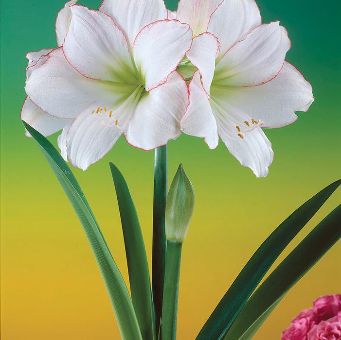 Wholesale Amaryllis Peruvian 'Picasso' - Amaryllis | A.D.R. Bulbs