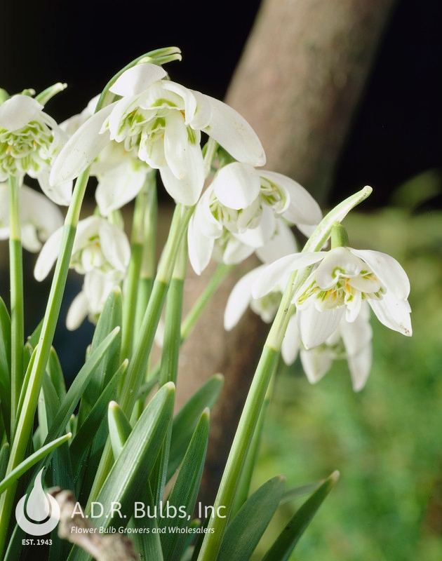 Wholesale Galanthus Nivalis 'Flore Pleno' - Double Snowdrop | A.D.R. Bulbs