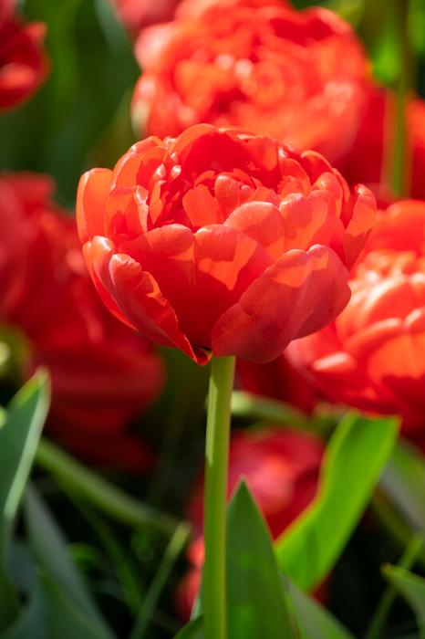 Wholesale Tulipa Double Late 'Miranda' - Tulip | A.D.R. Bulbs