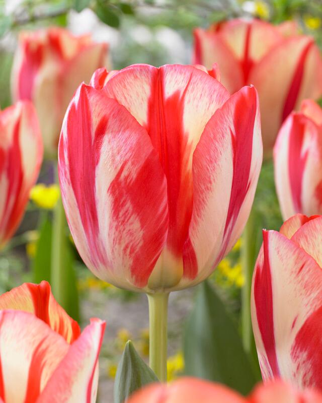 Wholesale Tulipa Triumph 'Spryng Break' - Tulip | A.D.R. Bulbs
