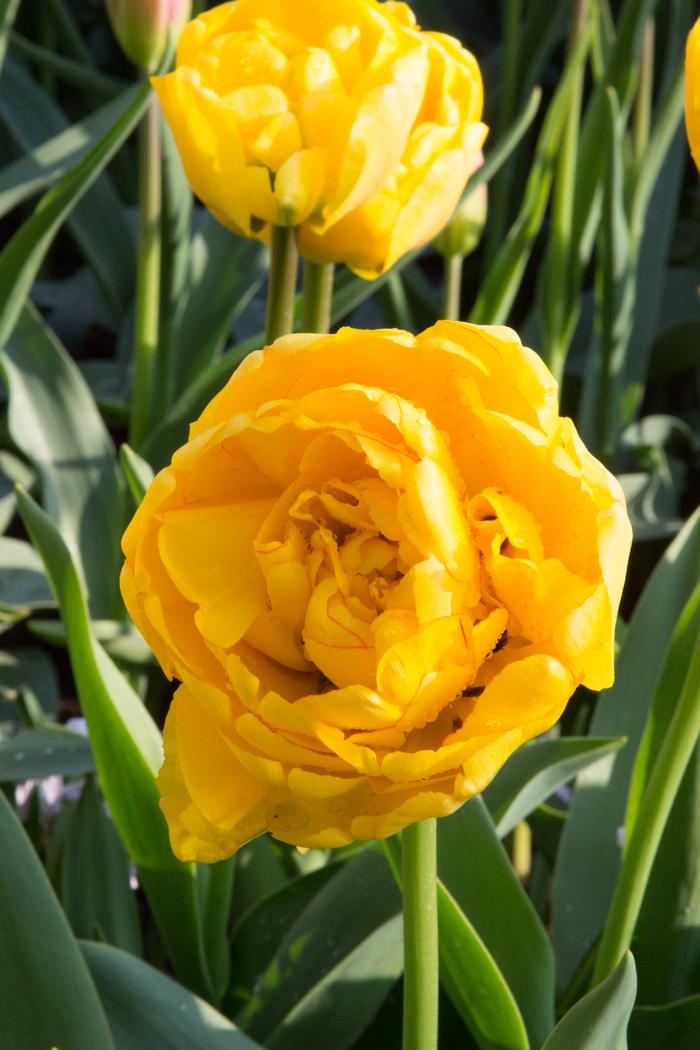 Wholesale Tulipa Double Late 'Yellow Pomponette' - Tulip | A.D.R. Bulbs