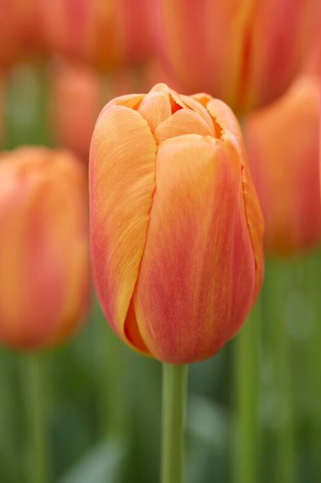 Wholesale Tulipa Triumph 'Delta Storm' - Tulip | A.D.R. Bulbs